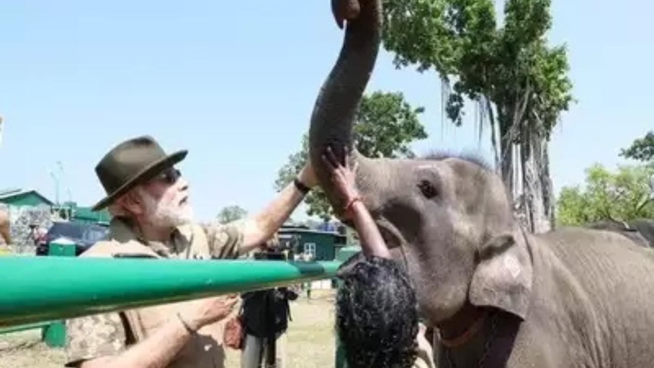 World Elephant Day Elephants linked to India’s culture and history