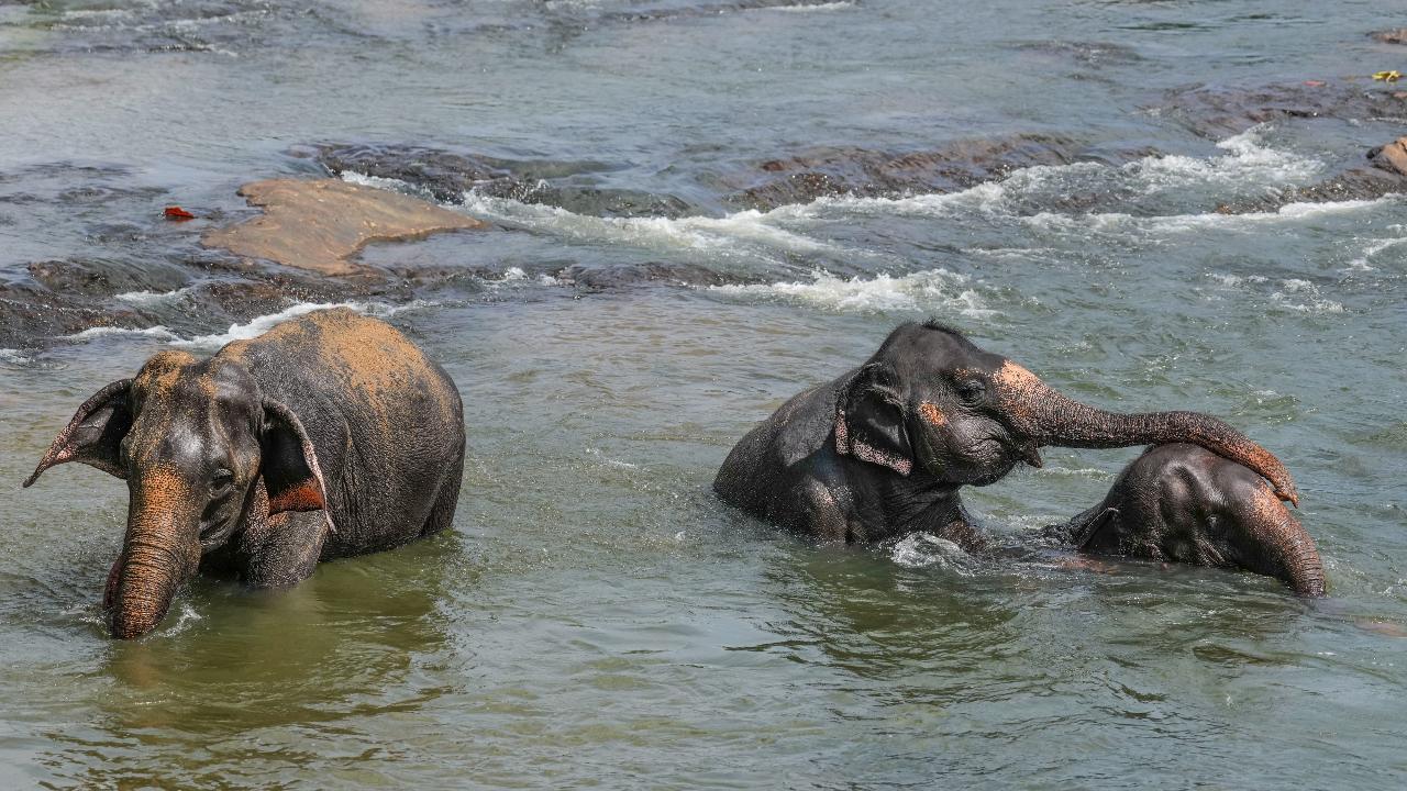 World Elephant Day: 5 lesser-known facts about elephants