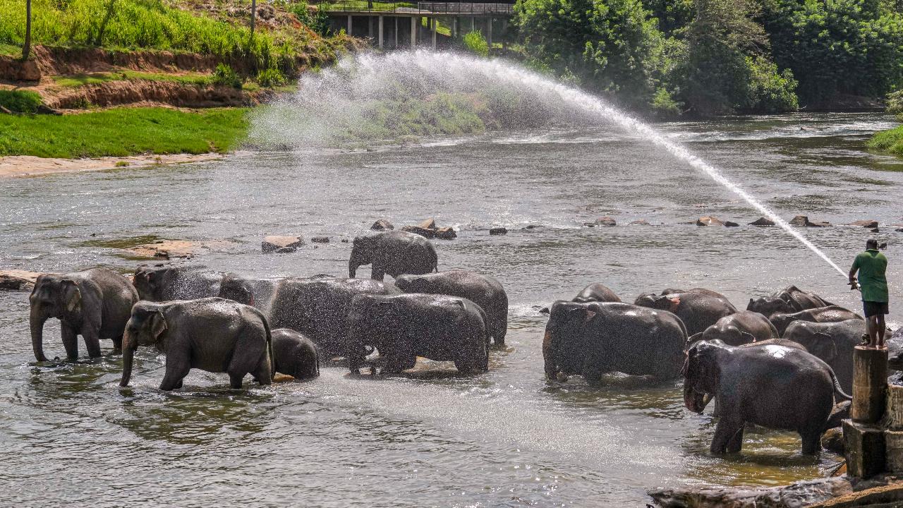 Elephants are among the few animals that walk with a 