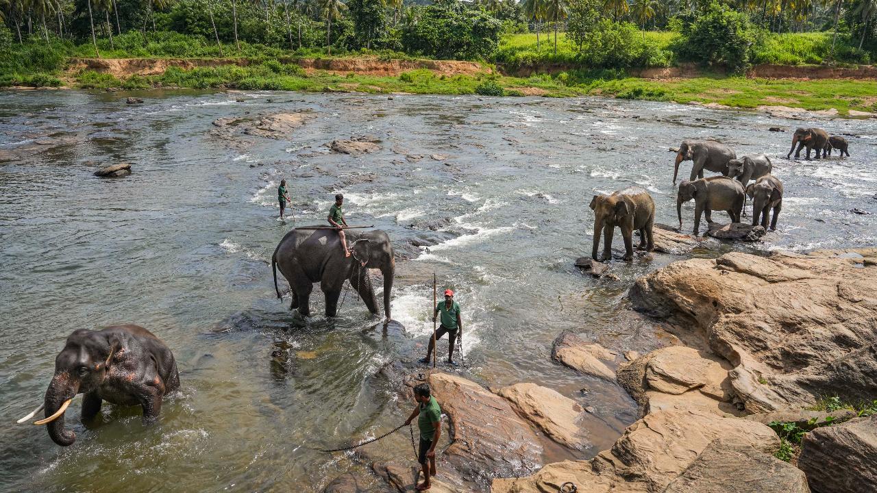 Elephants use a variety of vocalisations and sounds to communicate, including low-frequency rumbles called infrasound that can travel several miles. They also use their trunks, ears and body language to convey messages