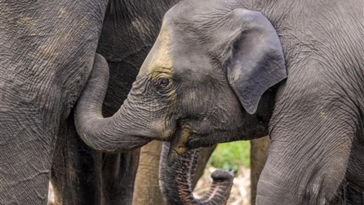 An elephant's trunk has a unique pattern of ridges and wrinkles, much like human fingerprints. These patterns can be used to identify individual elephants