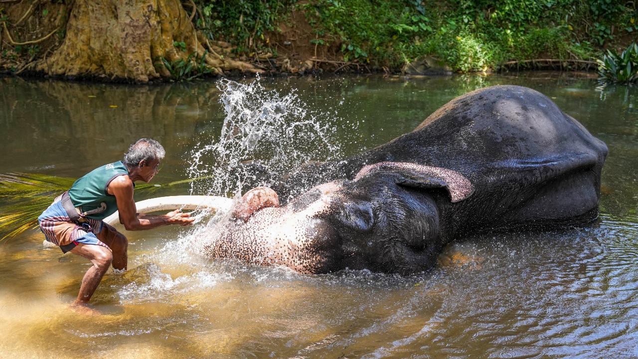 Elephants are known to show empathy towards others. They have been observed comforting distressed or grieving companions, and they may even help injured or sick members of their herd
