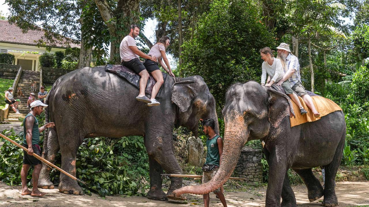 World Elephant Day 5 lesserknown facts about elephants