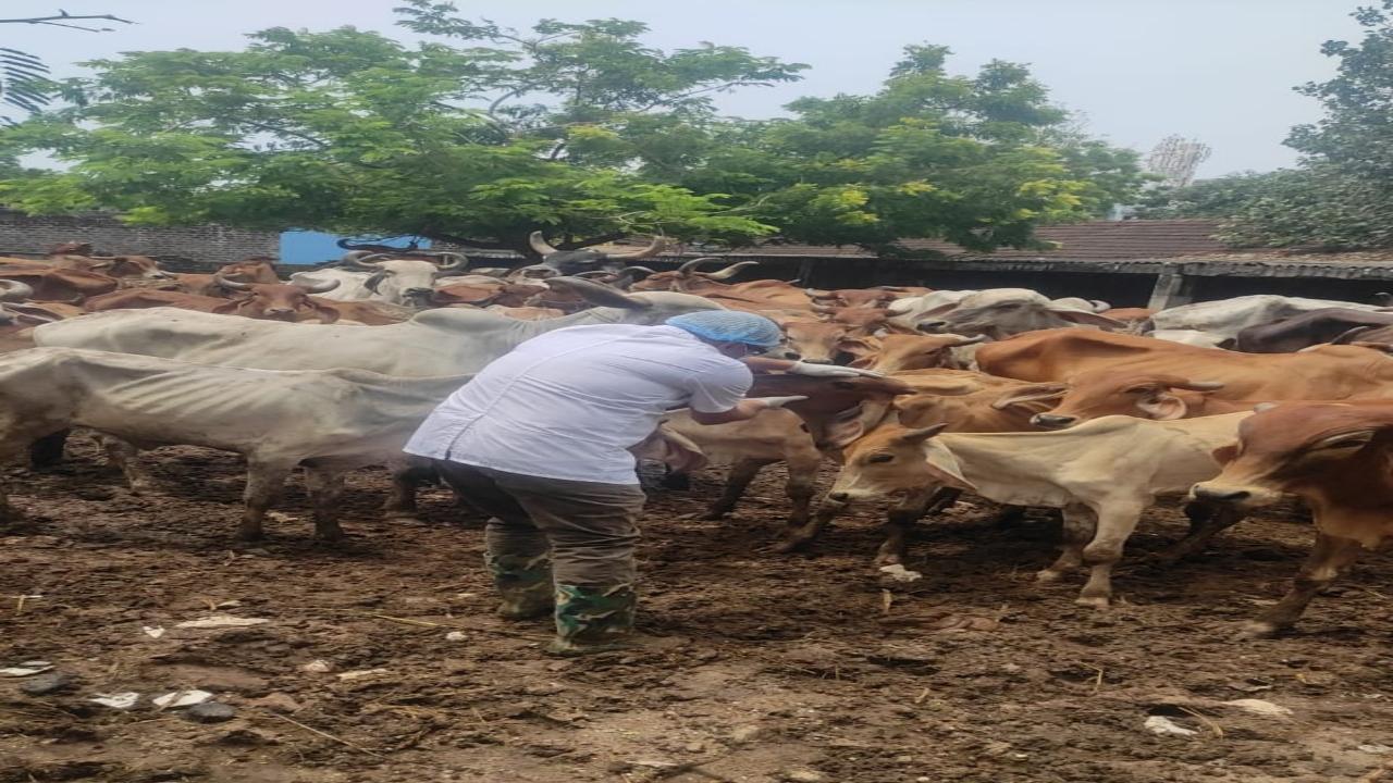 The animal husbandry department of the state has undertaken vaccination programmes for cattle to prevent a disease outbreak