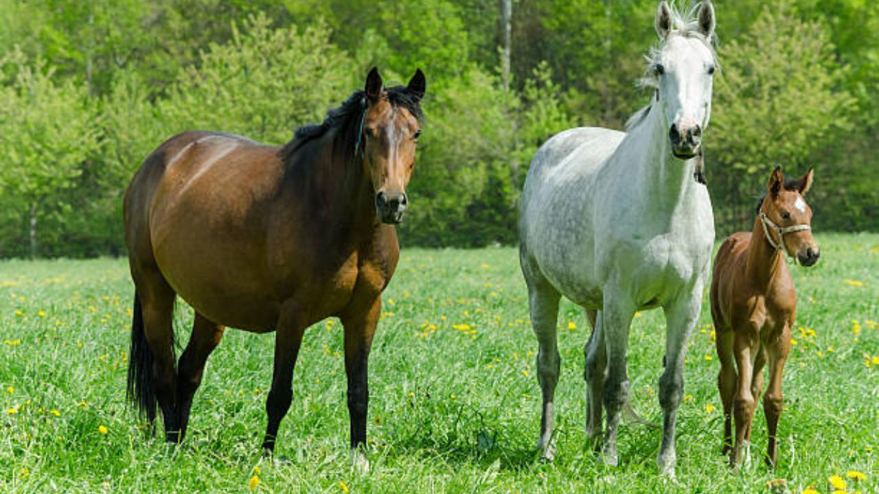 Studying horse miscarriages may explain early human pregnancy loss: Study