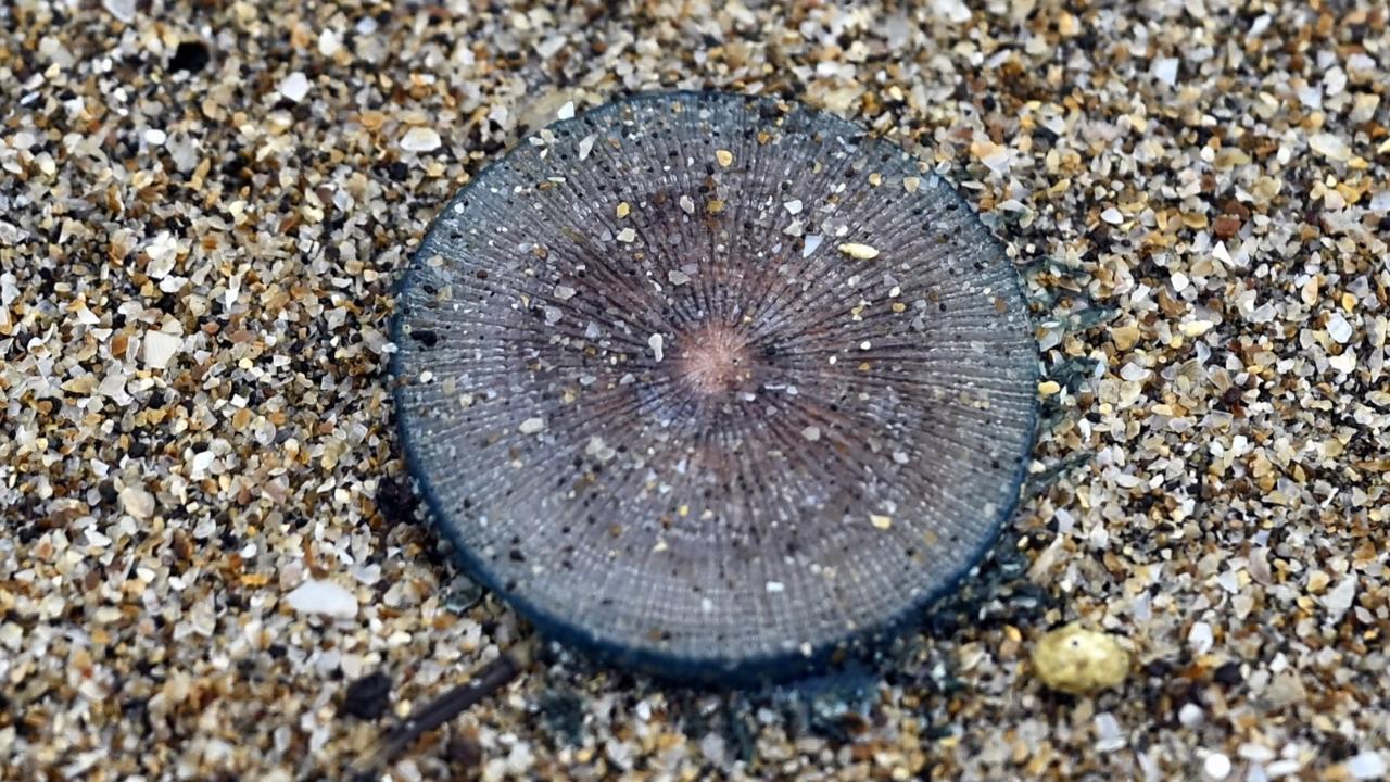 IN PHOTOS: Blue Button jellyfish washes ashore at Mumbai's Girgaon Chowpatty