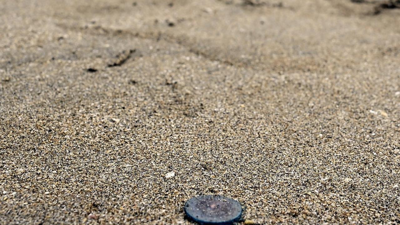 The civic body in its advisory had asked citizens not venture into the sea without clothes and wear gumboots on the beach
