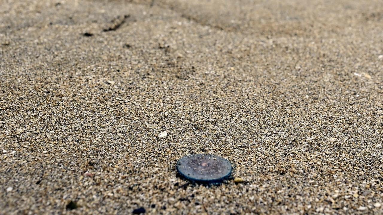 A sting from the jellyfish can cause a surge of electricity, a burning sensation, itching and swelling, according to experts