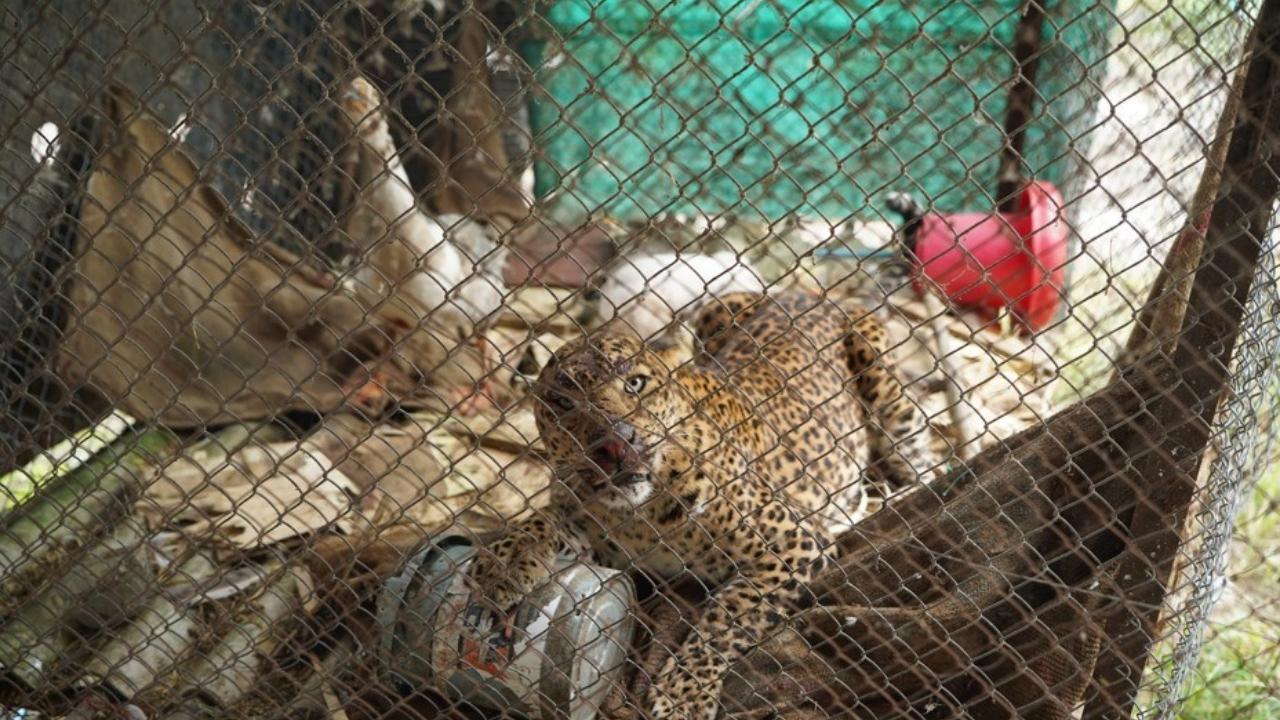 Leopard cooped up in poultry farm rescued by wildlife SOS and forest department in Maharashtra