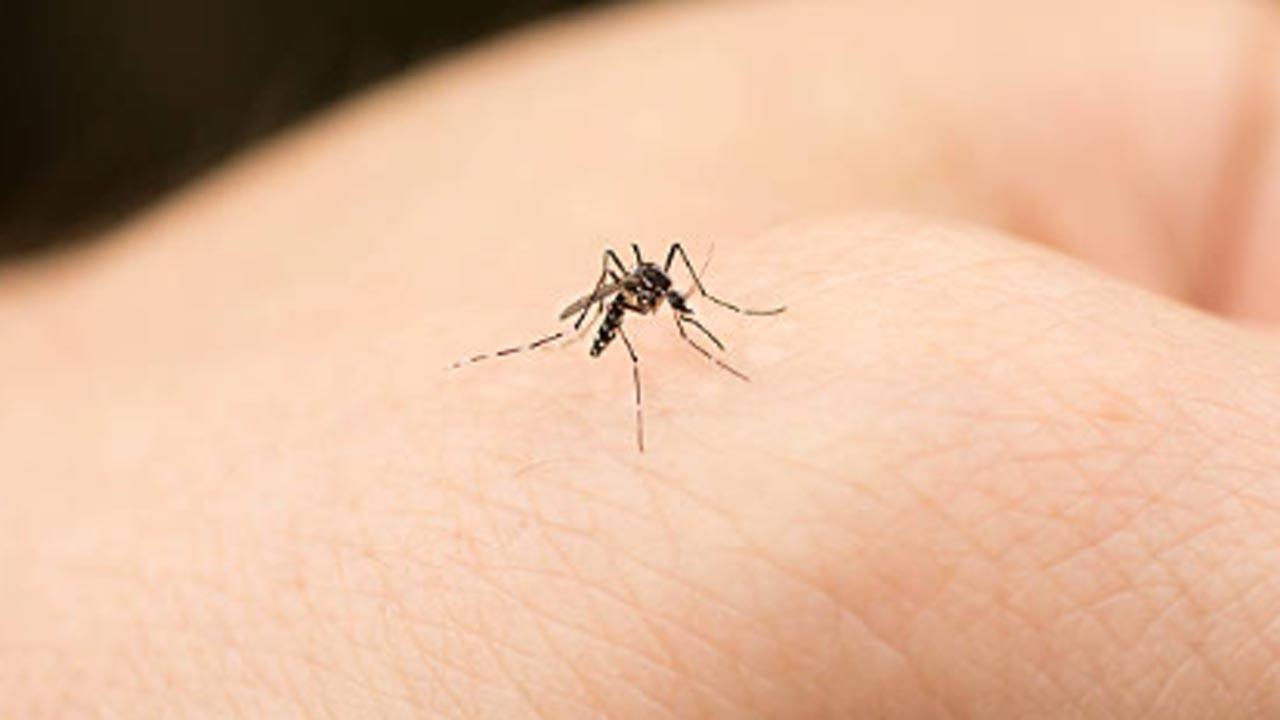 ‘Chikungunya can be confused with malaria and dengue’: Mumbai doctors highlight