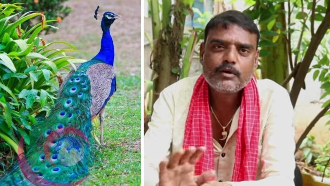 YouTuber in Telangana booked for making video featuring 'peacock curry' recipe