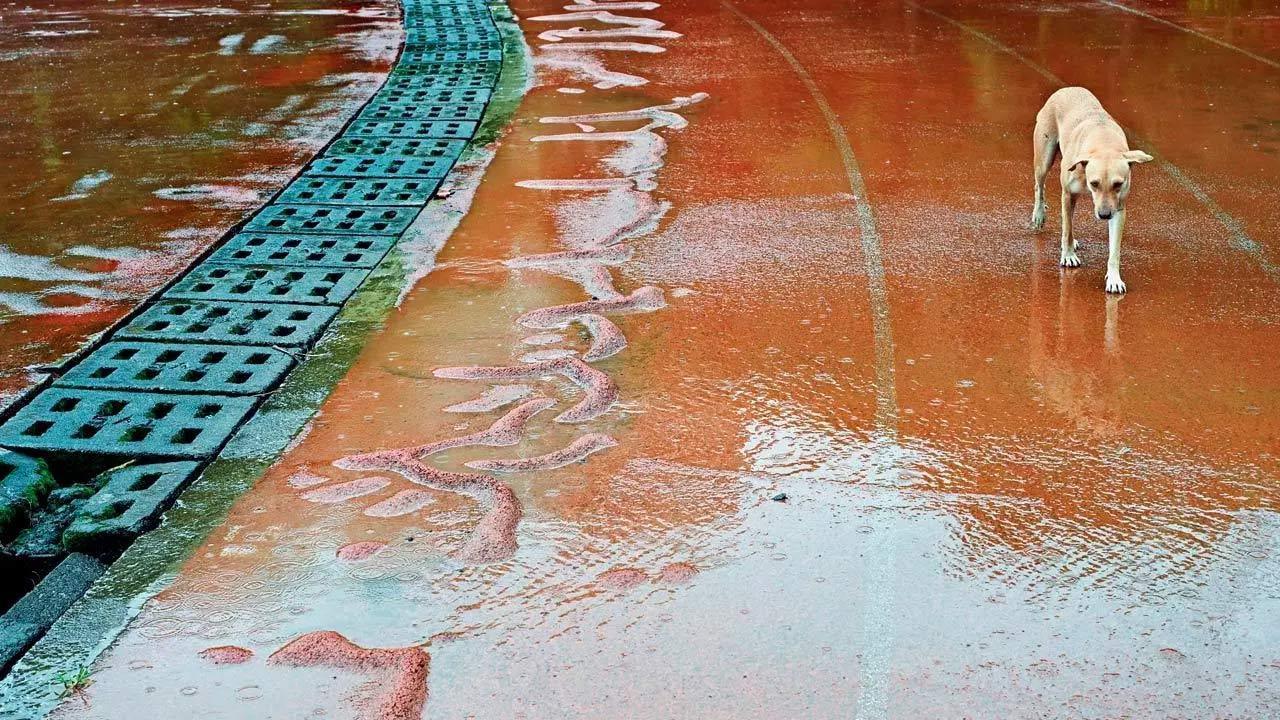 Sports facilities need a very serious relook