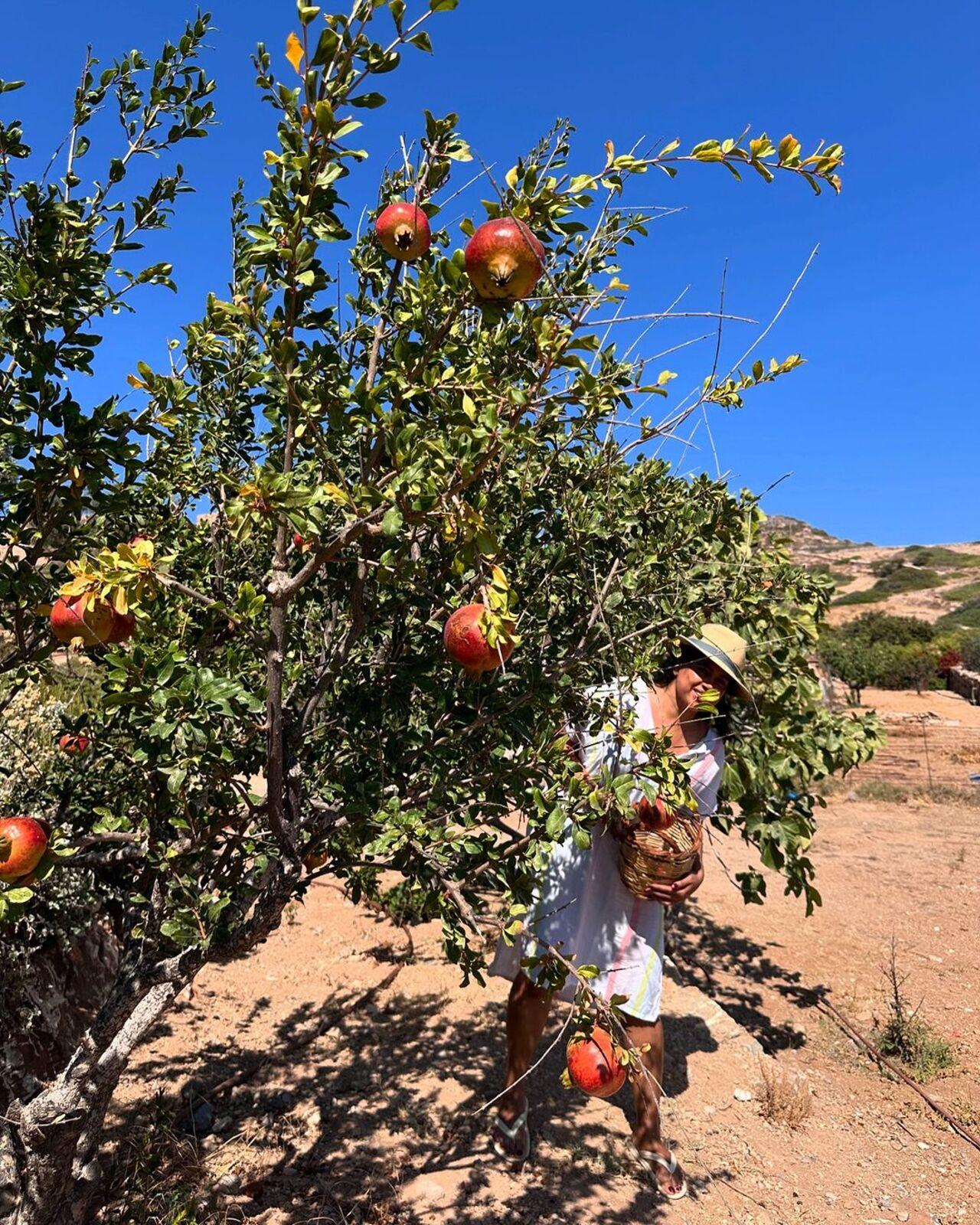 Sameera explored nature during this trip and here’s the actress posing alongside a pomegranate tree. 
