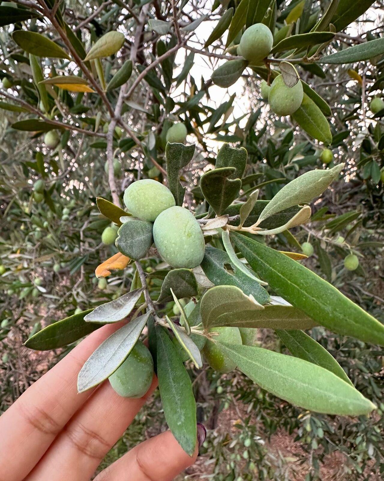 She shared a picture of another tree with green berry-like fruits. 