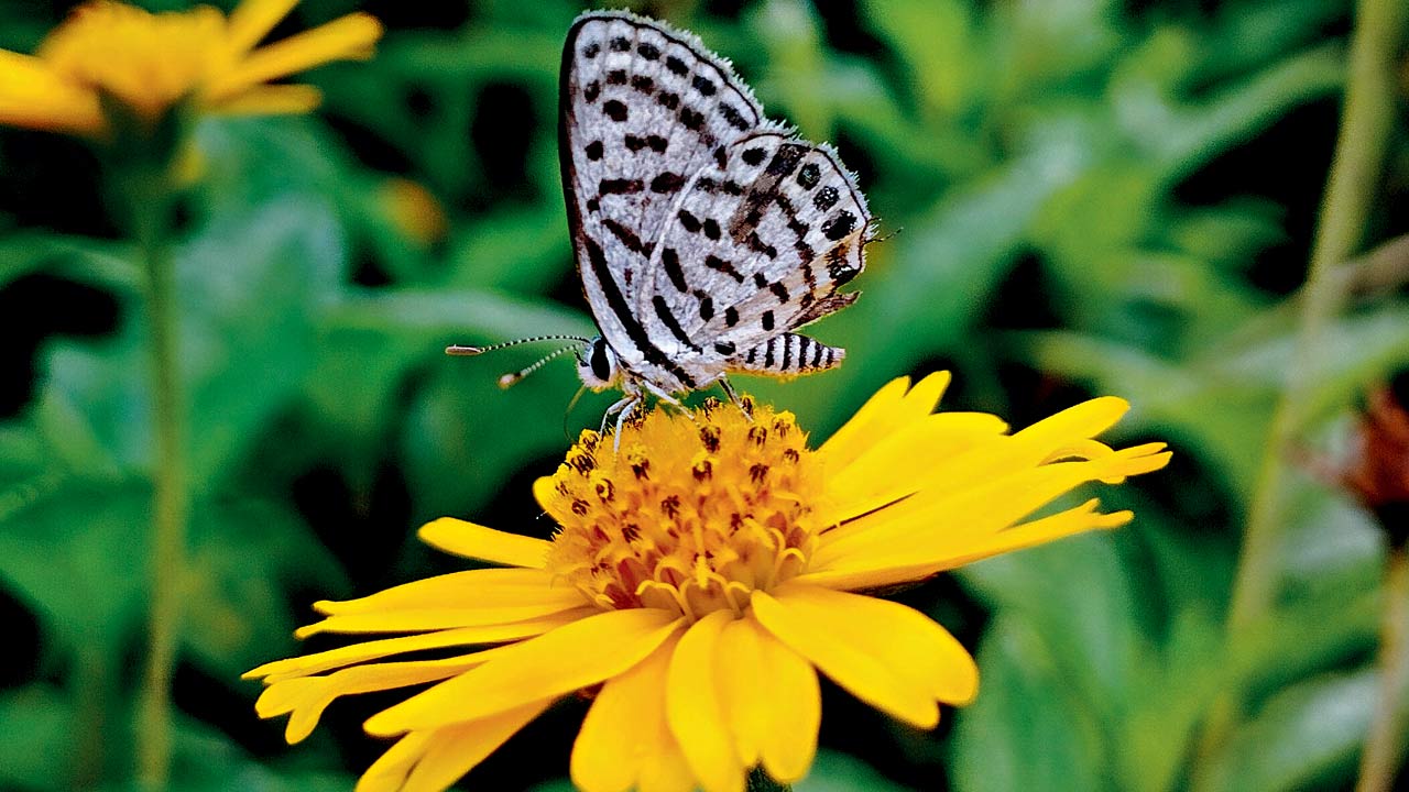 A striped Pierrot butterfly. Pic Courtesy/Sachin Rane