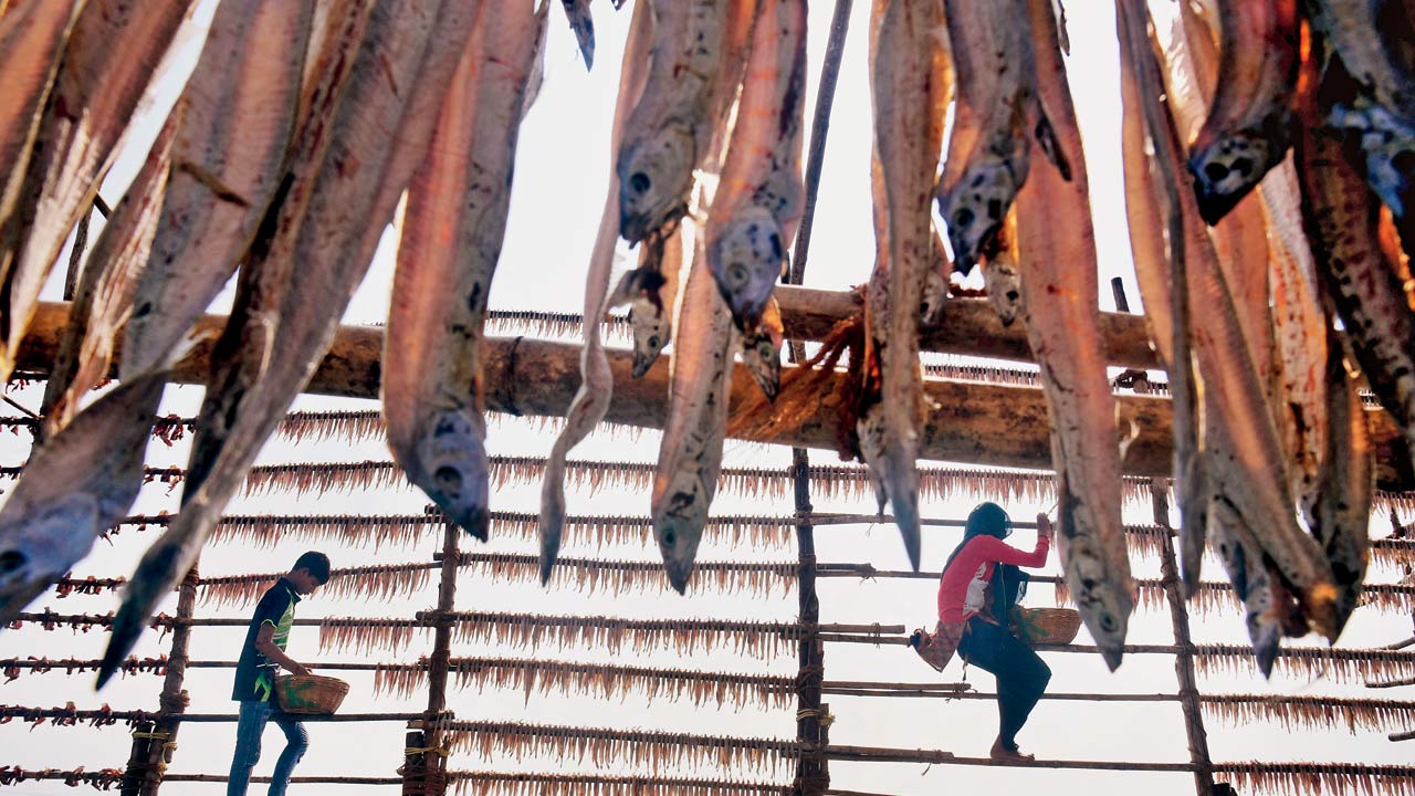 People from the fishing community climb a scaffolding to hang Bombay duck to dry in the sun at Versova beach