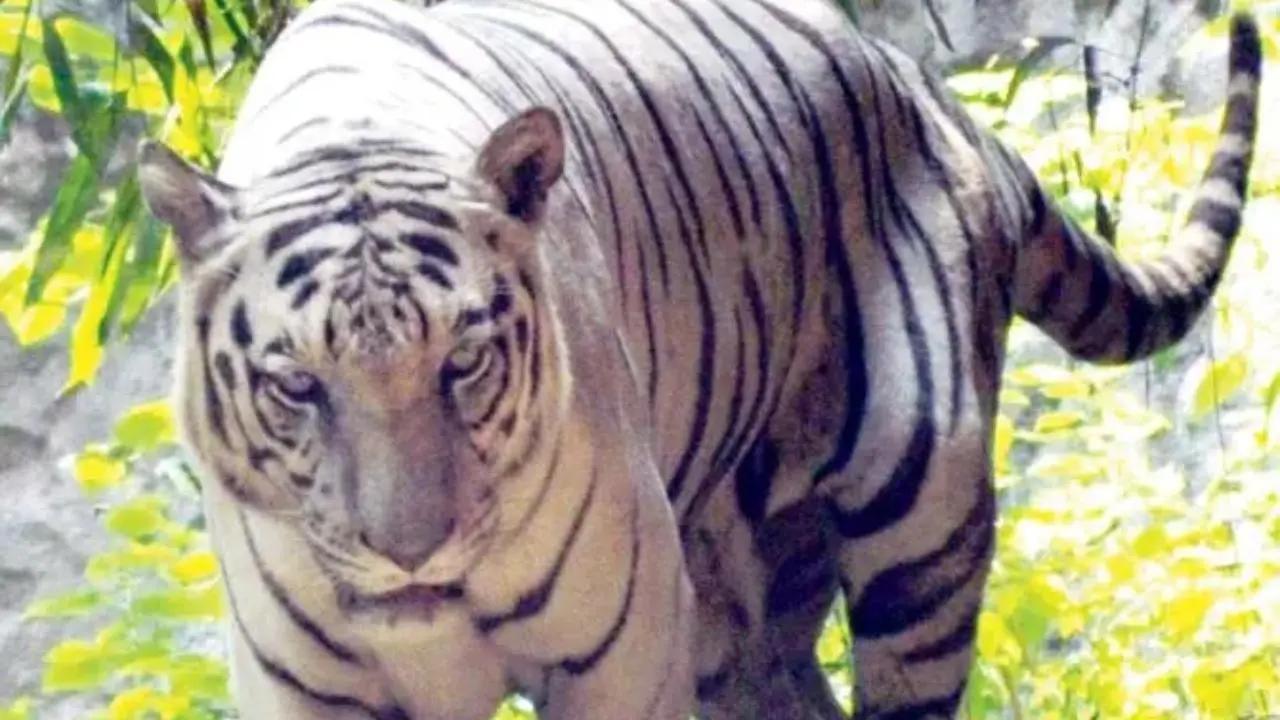 White tigress gives birth to 3 cubs, including 2 white cubs in MP's Gwalior zoo