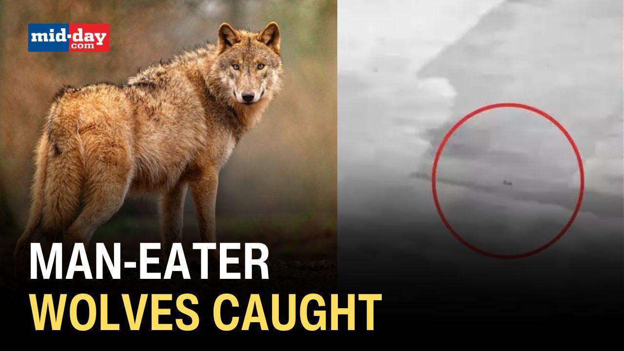 Operation Bhediya: 4 dangerous man-eater wolves caught in UP