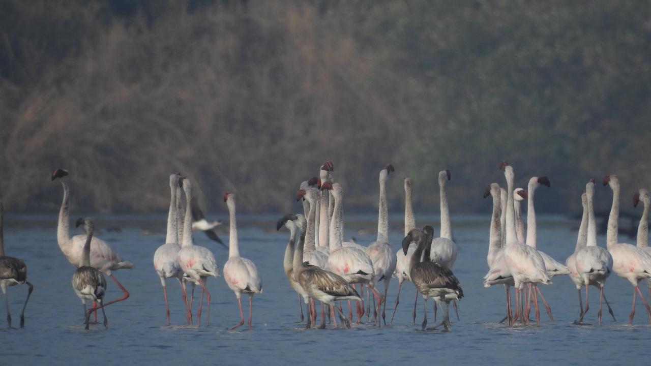 Thousands of flamingos migrate to Mumbai in November-December and become city residents till May-June. December-January is usually considered the peak period to spot these majestic birds.