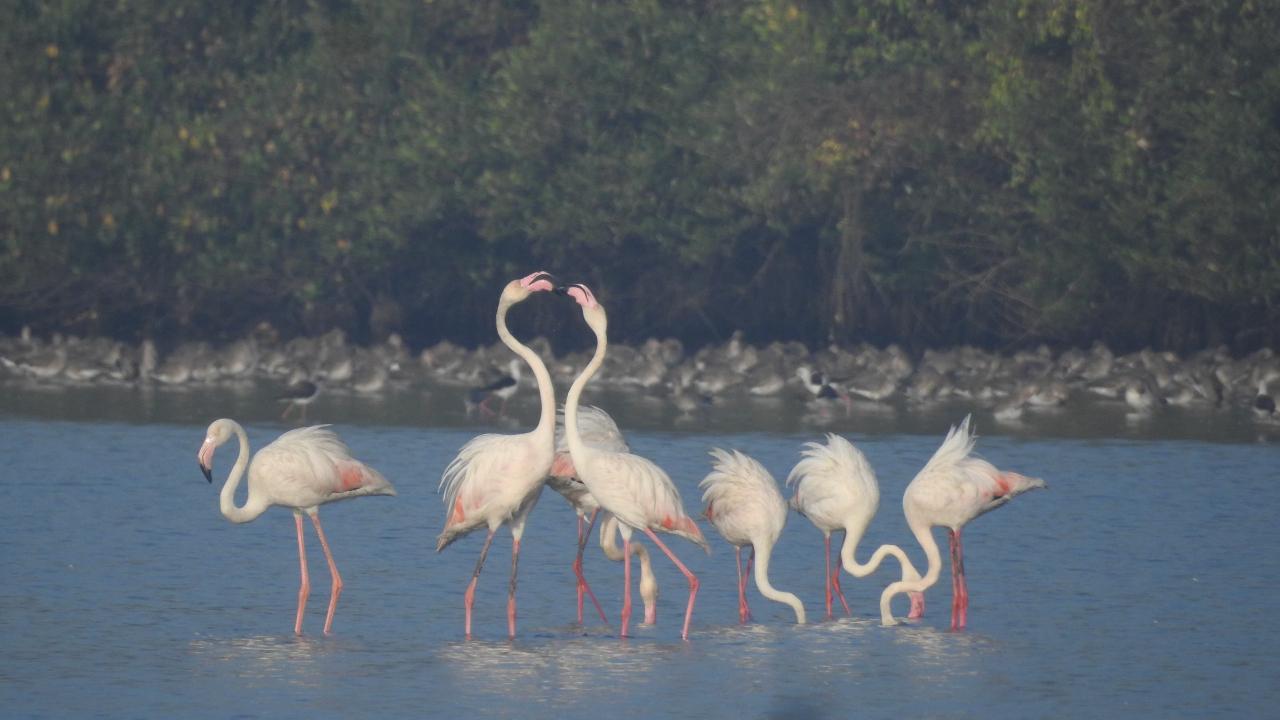 A majority of flamingos migrate from their breeding grounds in Gujarat and Rajasthan to Mumbai as winter sets in.