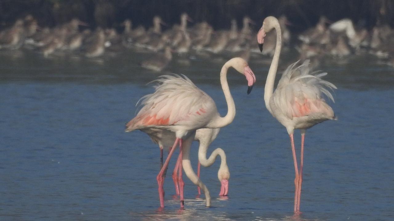 Mumbai becomes home for two species of flamingos - Lesser Flamingos (Phoenicopterus minor) and Greater Flamingos (Phoenicopterus roseus). 