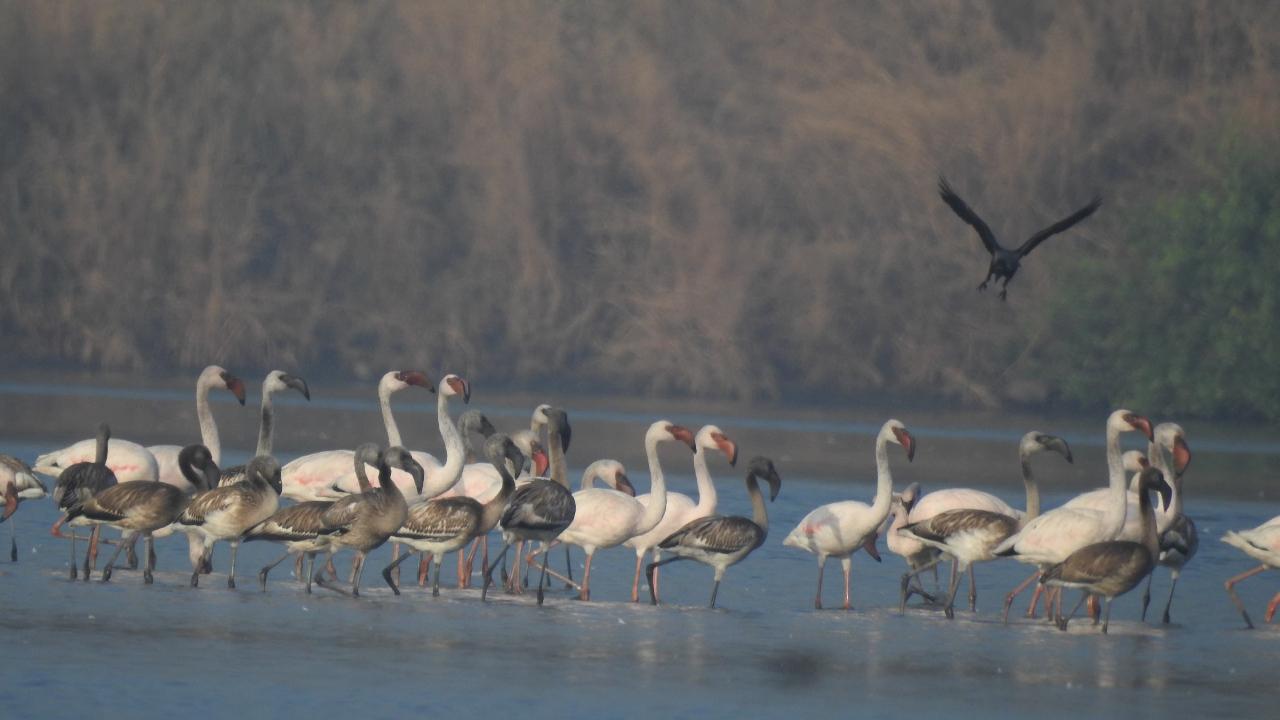 Popular places to spot flamingos in Mumbai, Thane and Navi Mumbai include Thane Creel Flamingo Sanctuary, Sewri Mangrove Park, Bhandup Pumping Station and Tawale Wetlands. 