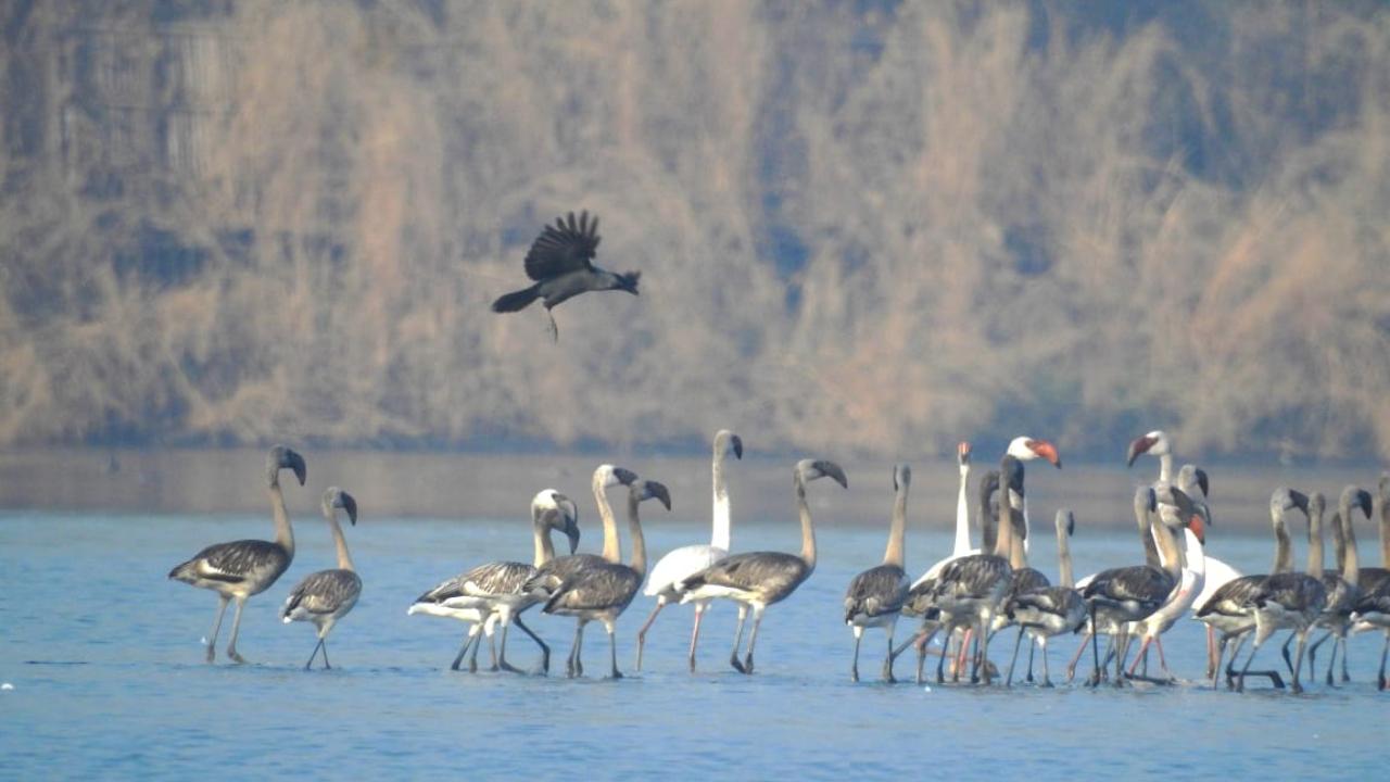 In a city, adult flamingos have few natural predators, but chicks may be hunted by raptors, gulls and crows.