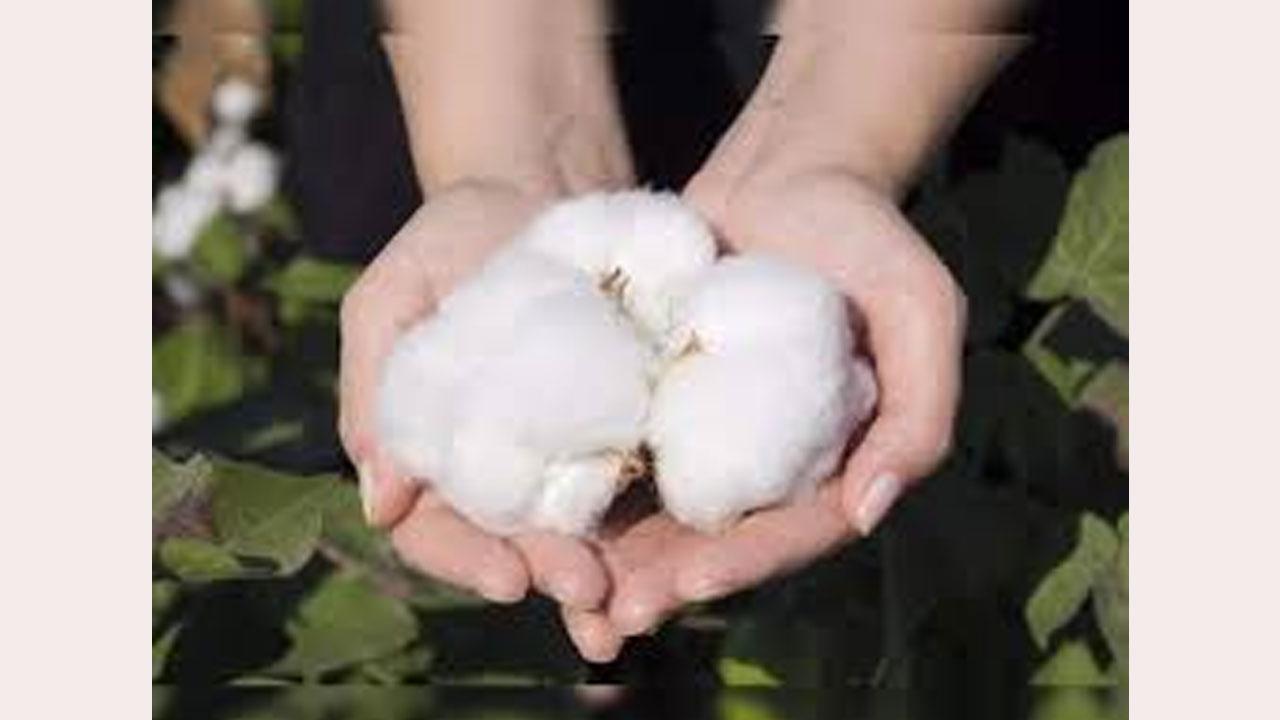 Cotton Export Cotton Export