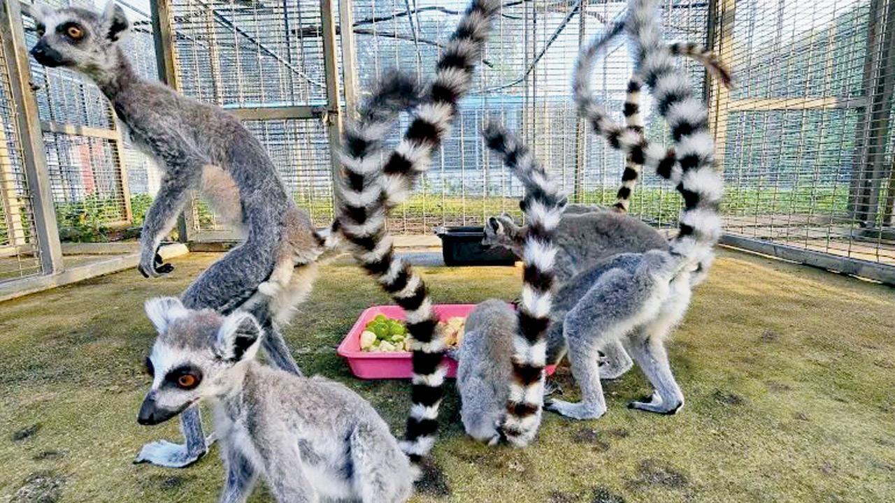 960 trafficked animals return from Thailand to Madagascar
