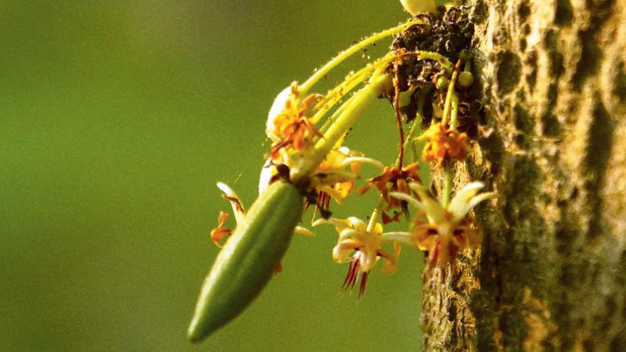 (Re)writing the Indian Cacao Story