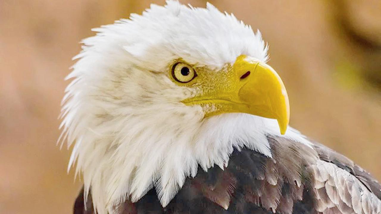 US: Bald eagle made official national bird