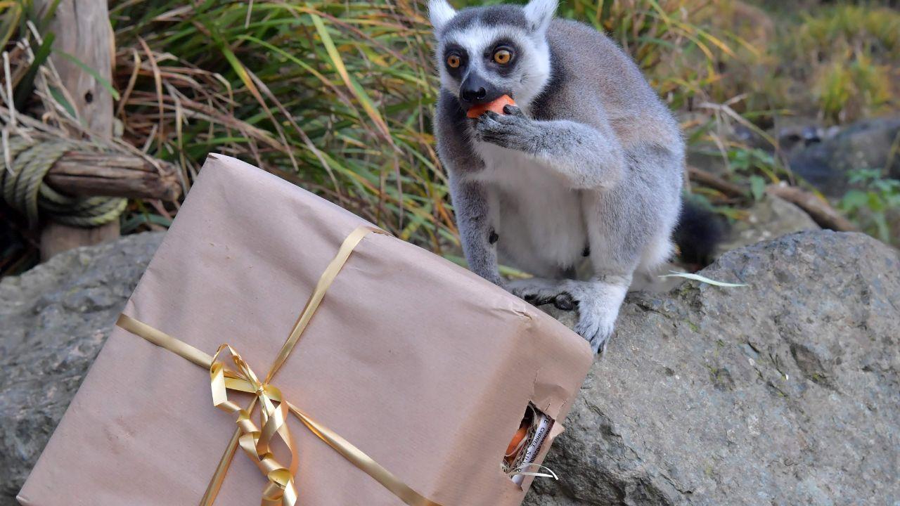 A ring-tailed lemur eats from a box of food at the La Fleche Zoo