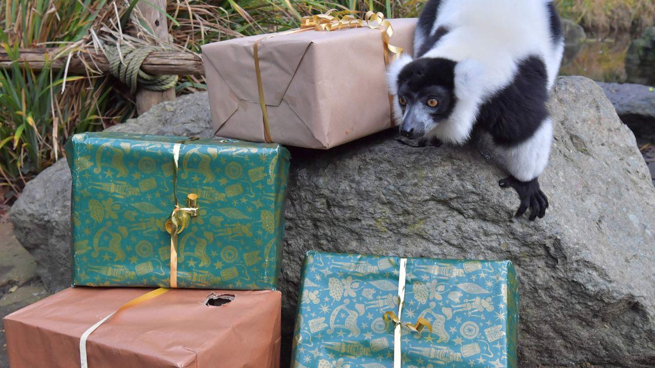 A black and white ruffed lemur discovers boxes of food given by their keepers