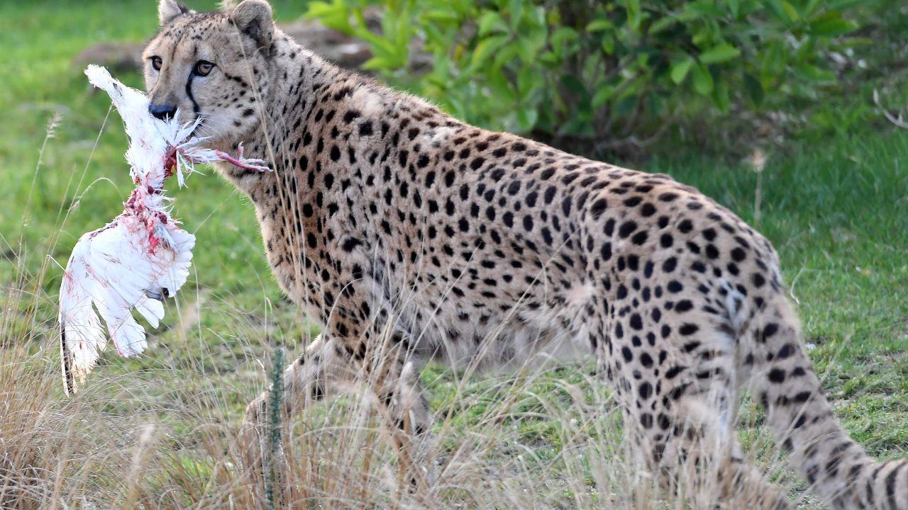 A cheetah holds a pigeon in his mouth which was given by their keepers as a Christmas present