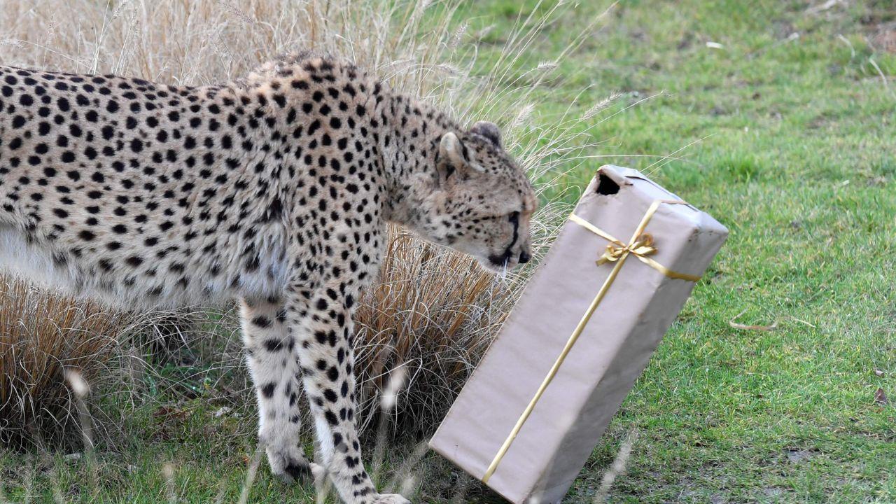 A cheetah discovers a gift given by their keepers as a Christmas present