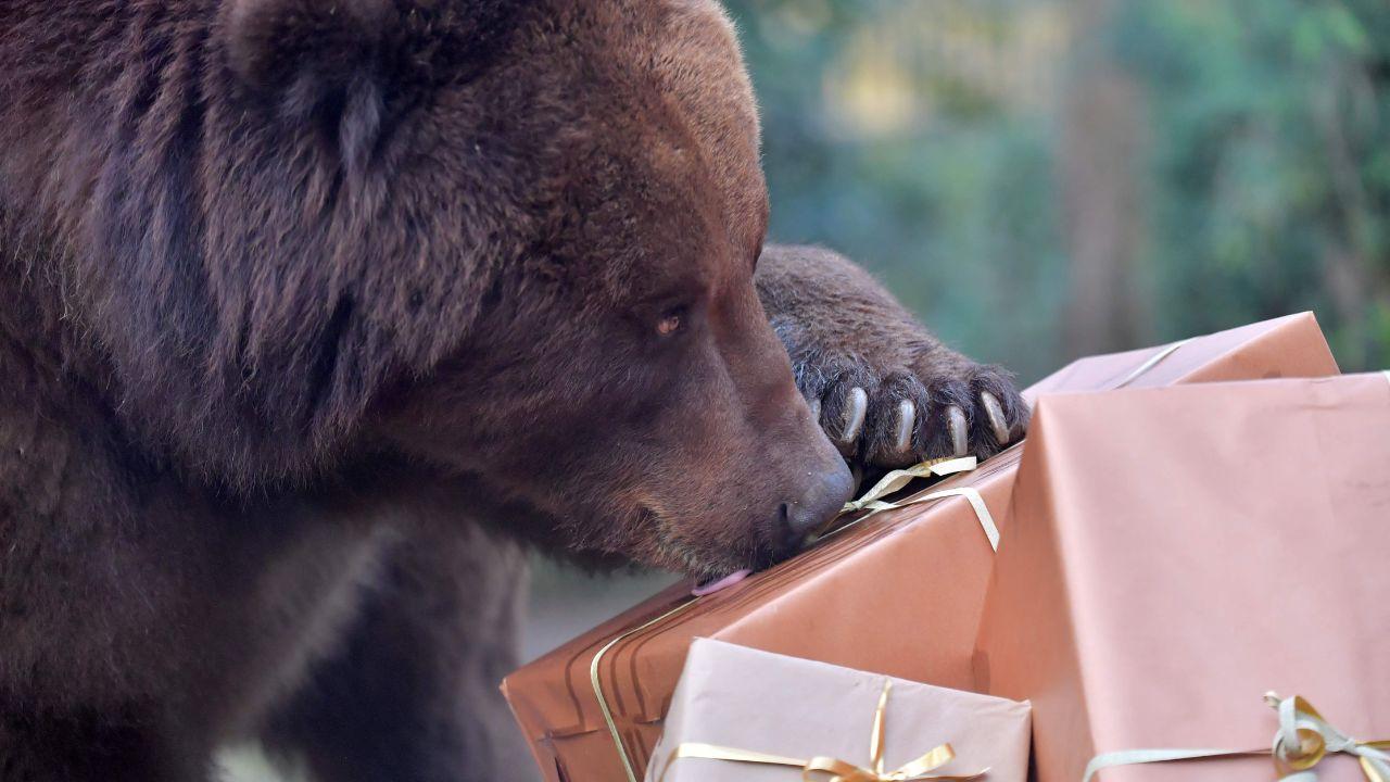 A grizzly bear attempts to open Christmas presents