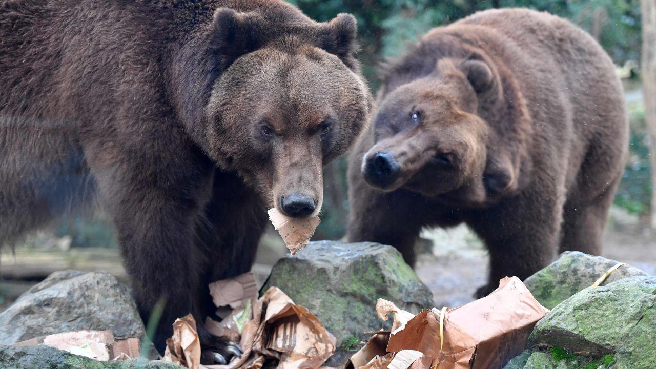 Two grizzly bears open their presents at La Fleche Zoo in western France