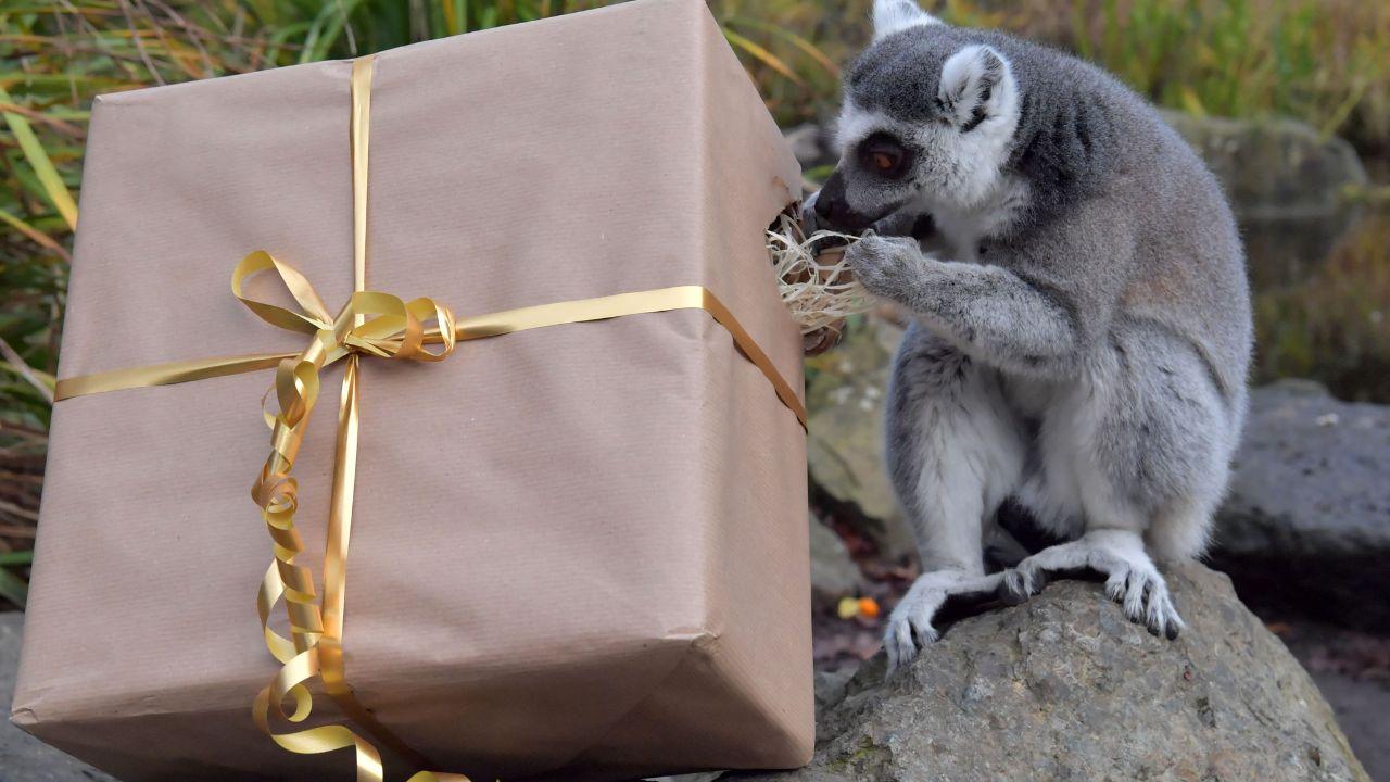 A ring-tailed lemur discovers a box of food given by their keepers