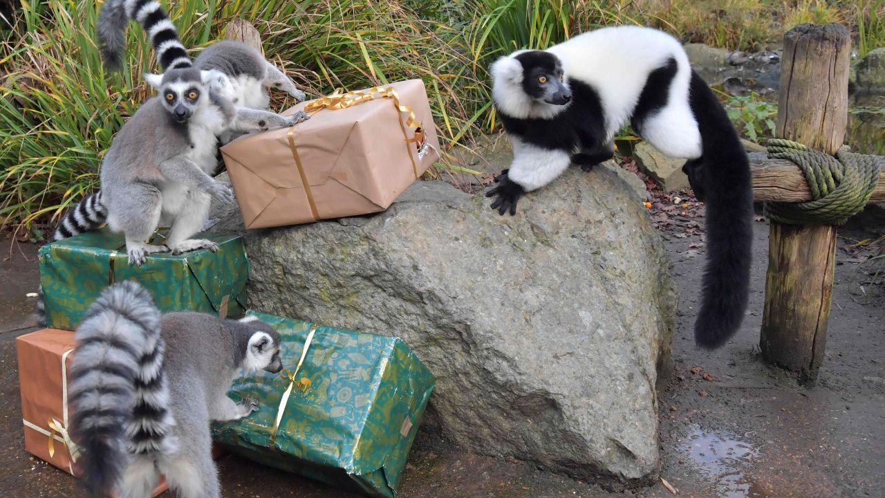 IN PHOTOS: Zoo animals receive Christmas presents in France