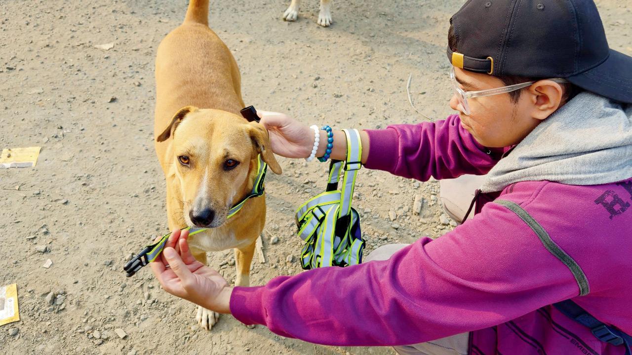 A volunteer attaches the collar to a dog