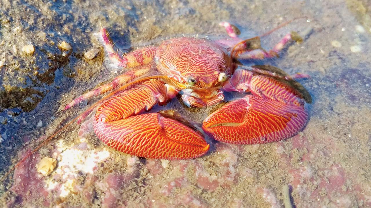 A marine porcelain crab spotted during a previous walk