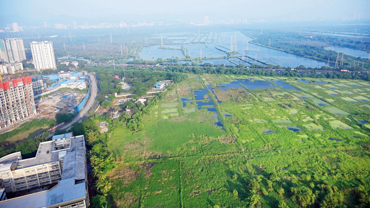 More than 58 acres of salt pan land in Mulund have been freed up. Pic/SAYYED SAMEER ABEDI