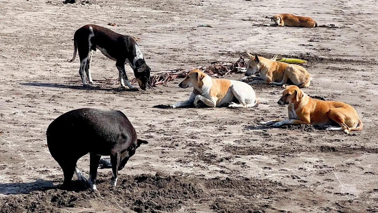 Watch video: Stray dog attacks child playing on street in Ambernath; residents demand action after viral incident