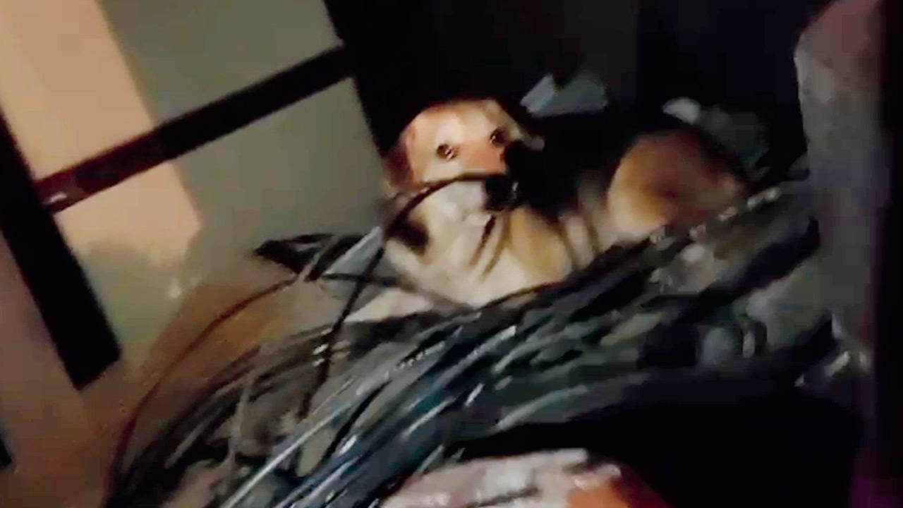 CCTV  grab showing one of the dogs near a coil of wires