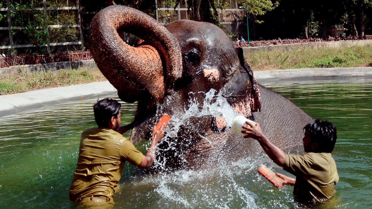 Mumbai: Byculla Zoo bids farewell to Anarkali, its last elephant