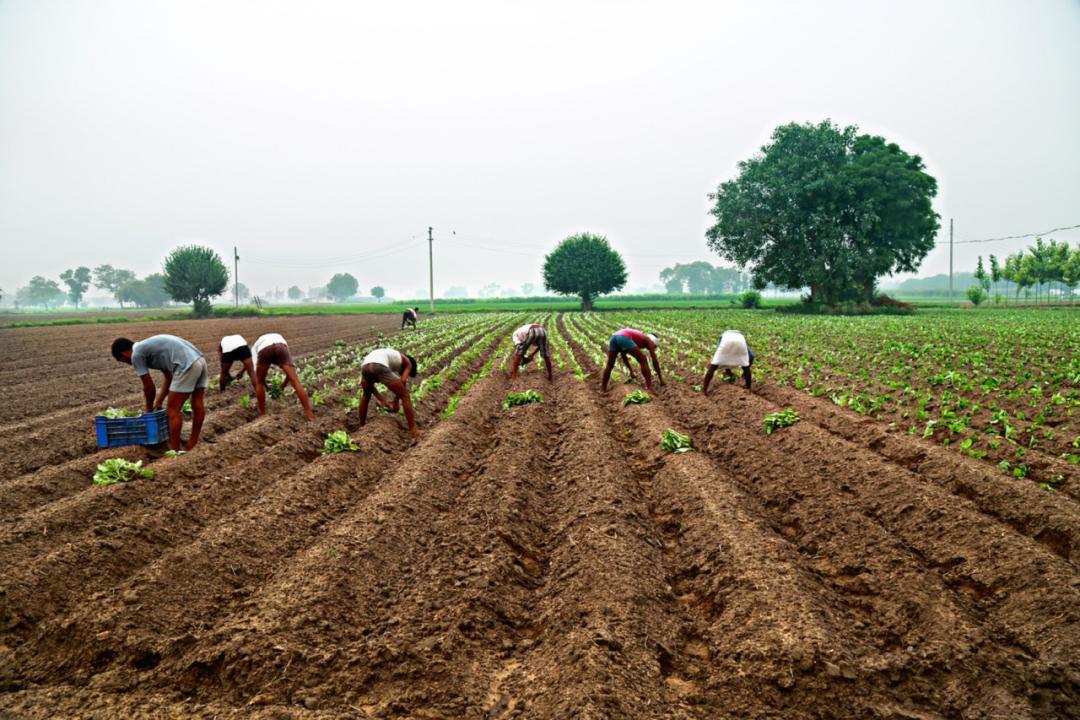 National Farmers Day 2024: When and why is Kisan Diwas celebrated in India