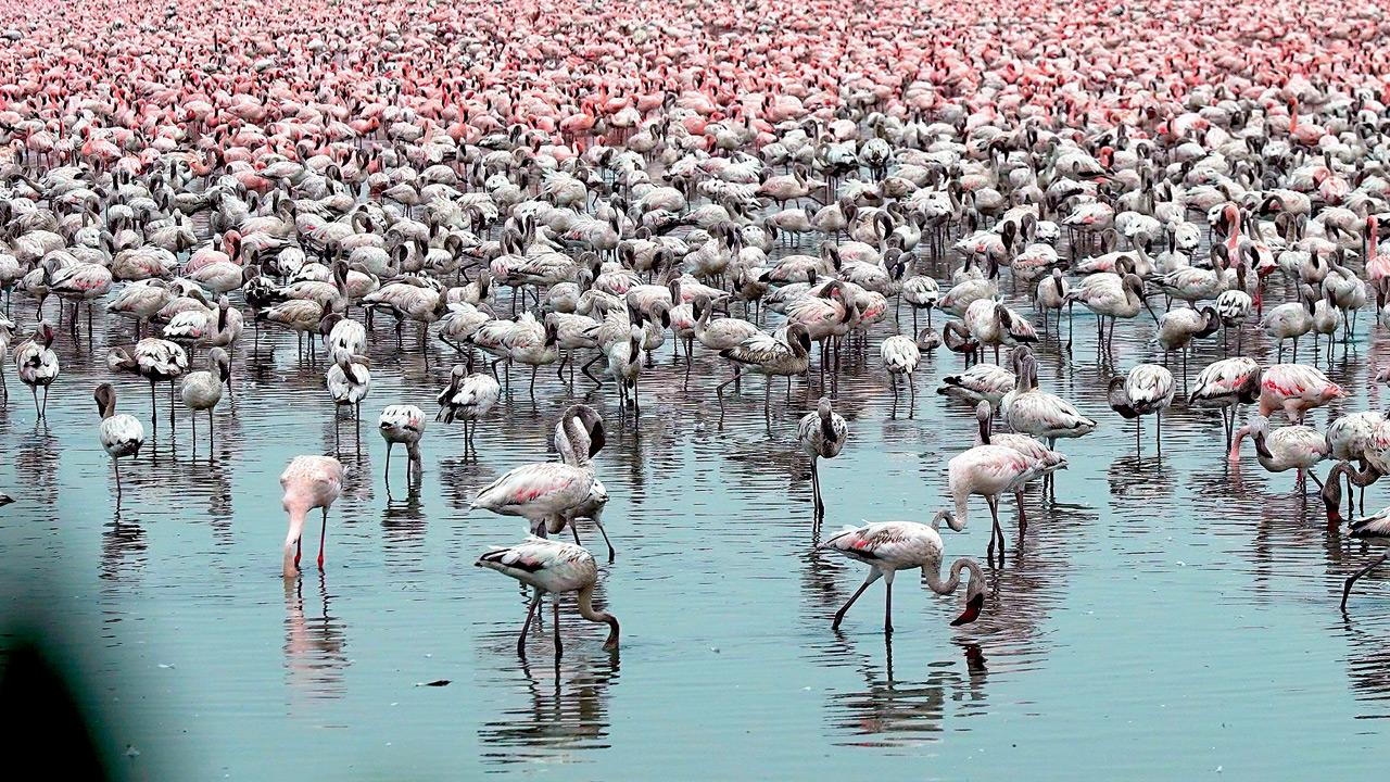A flamboyance of flamingos in Navi Mumbai. FILE PICs
