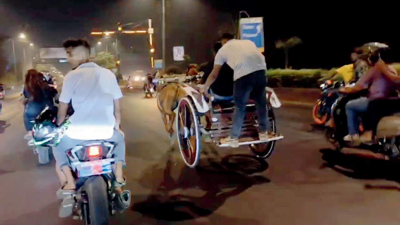 Horses made to race on highway traced and rescued