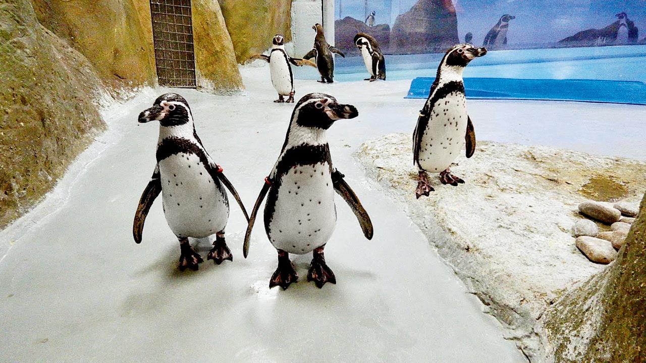 Humboldt penguins in their enclosure at The Mumbai Zoo 