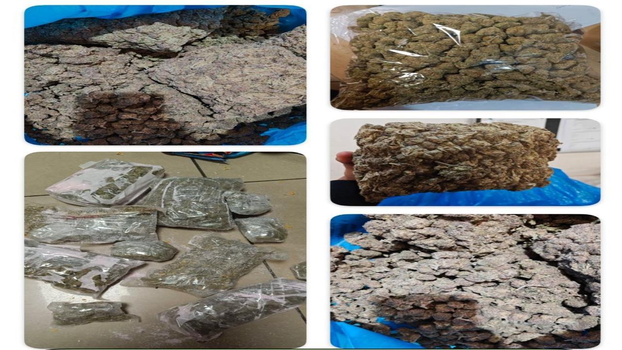 Hydroponic weed worth Rs 26.48 crore recovered at Mumbai airport, five passengers held